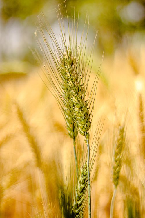 Free A detailed close-up of green wheat spikes in a sunlit field, showcasing agriculture and growth. Stock Photo