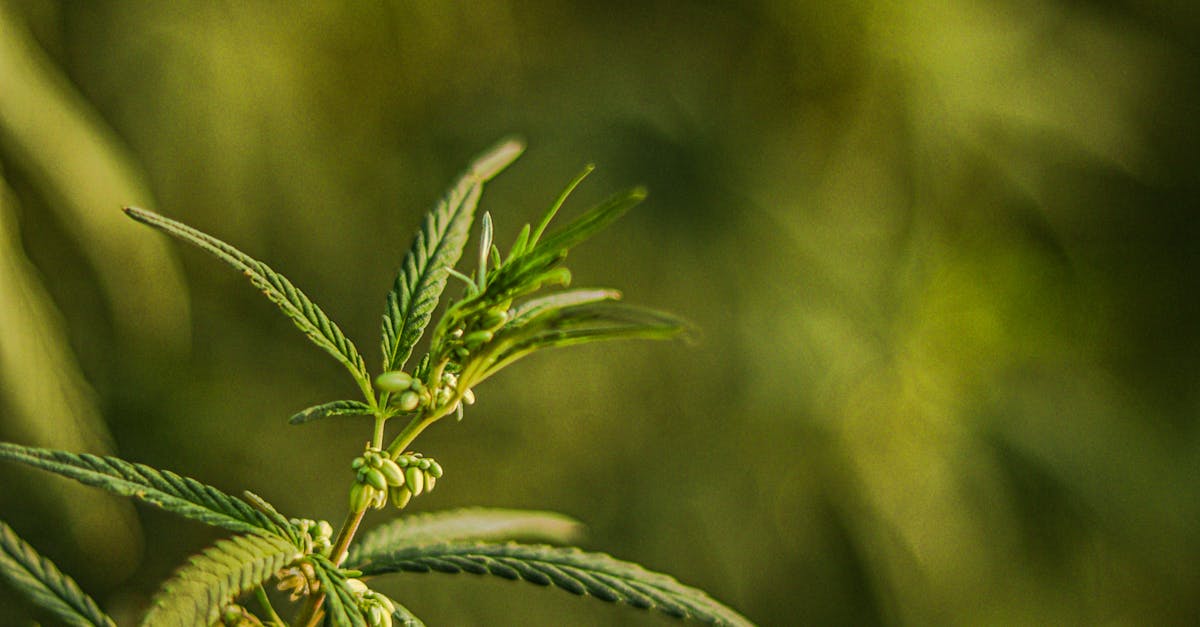 Photo by Swastik Arora Detailed view of industrial hemp plant with green leaves and blurred background.