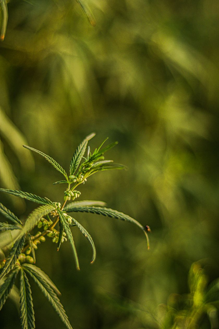 Close-up of a green industrial hemp plant, the narrow toothed leaves spreading from the stalk.
