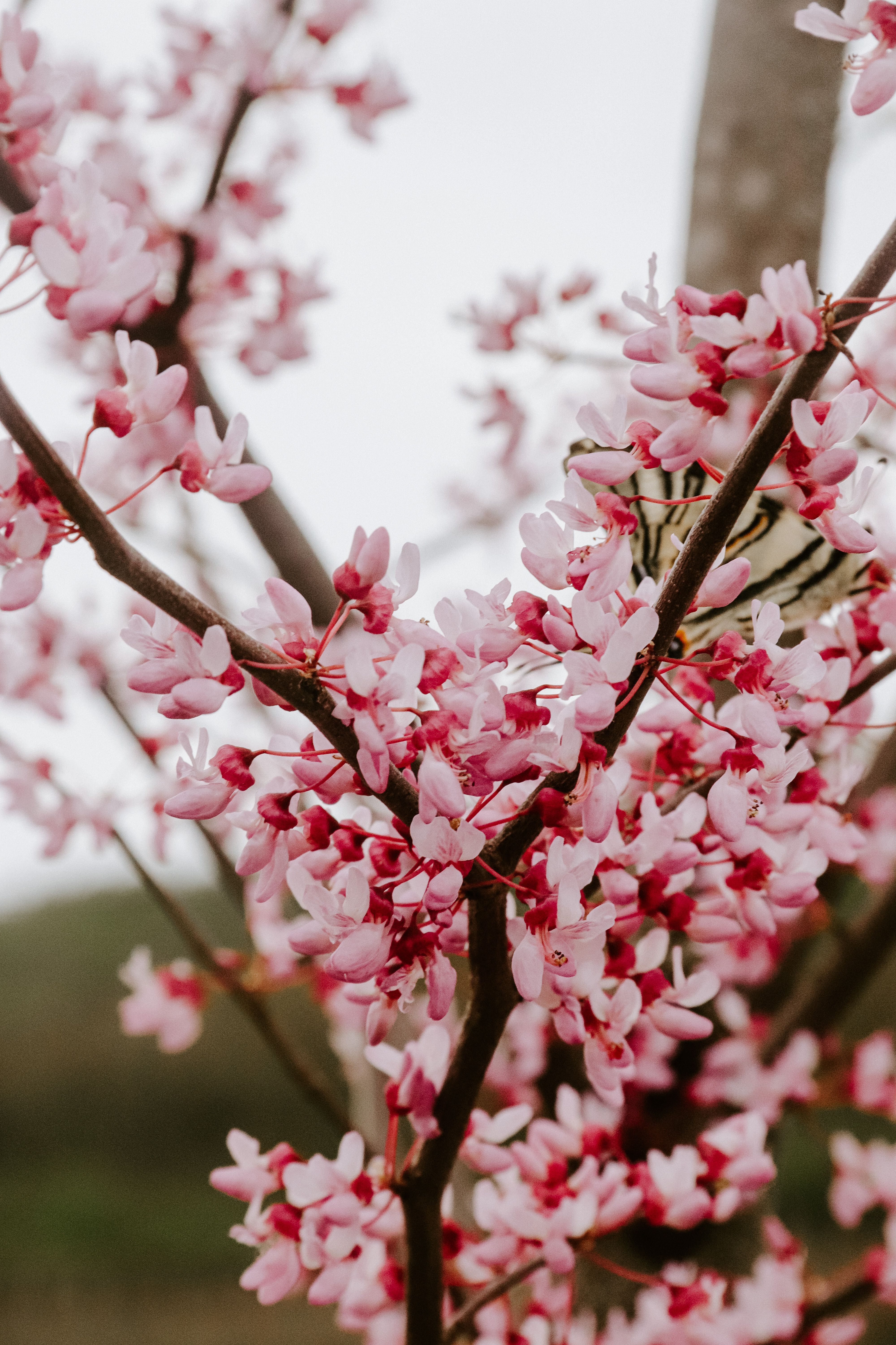 Pink and White Cherry Blossom in Close Up Photography · Free Stock Photo