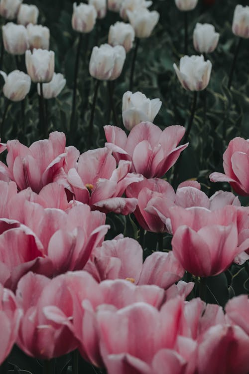 Close-up Photo of Tulips in Bloom 