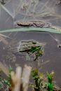 Green Frog on Water