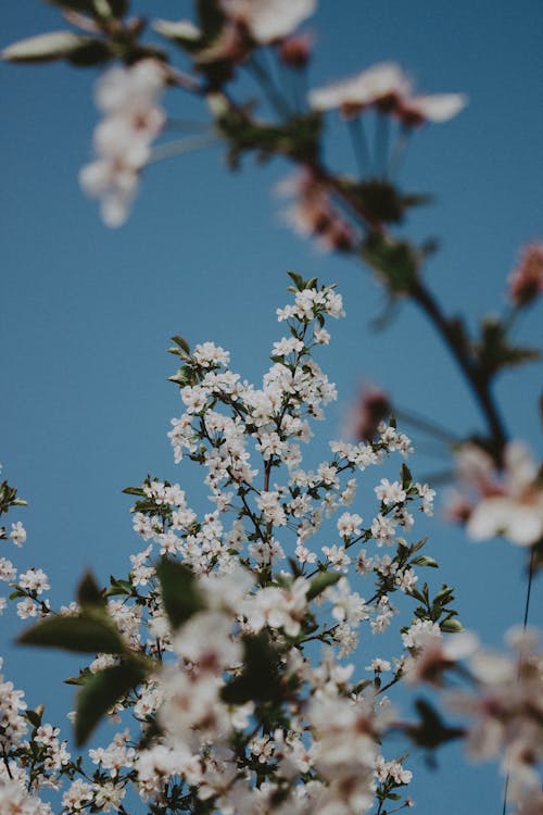 Kostnadsfri bild av blå himmel, blomfotografi, blommor