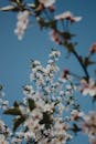 White Flowers Under Blue Sky