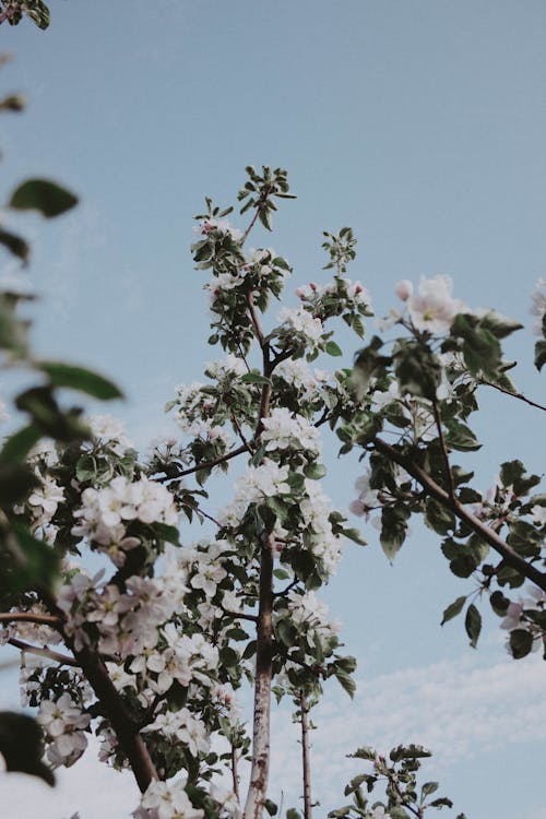 Δωρεάν στοκ φωτογραφιών με άνθος κερασιάς, ανοιξιάτικο λουλούδι, γαλάζιος ουρανός