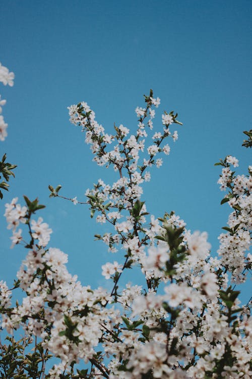 垂直ショット, 桜の花, 白い花の無料の写真素材