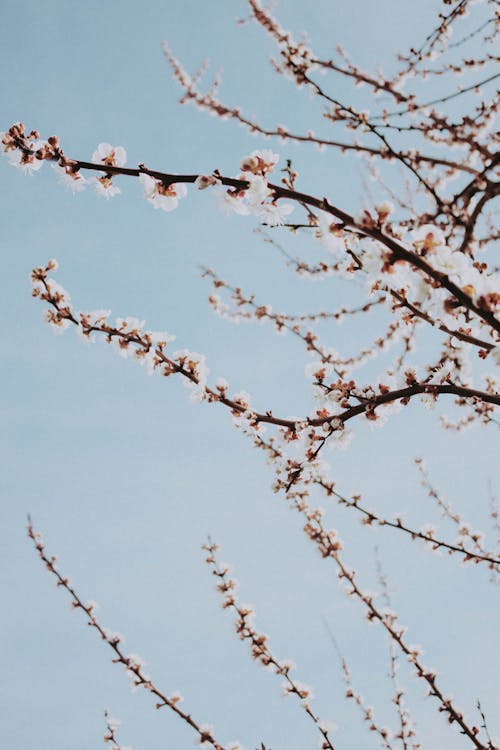 Flowering Tree under Clear Sky 