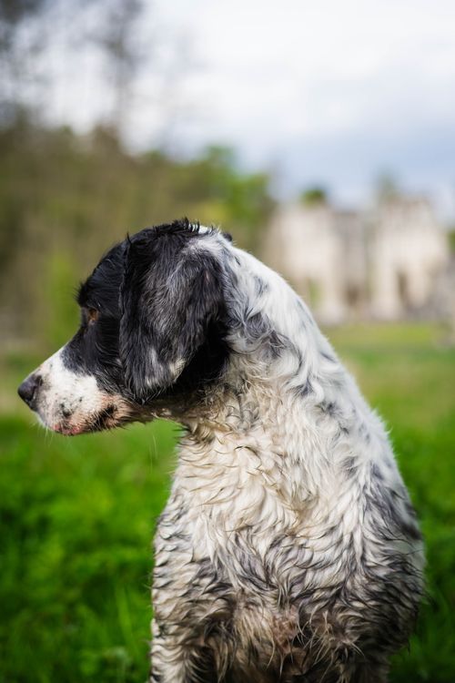 Free A cute muddy dog with black and white fur sitting outdoors on grass, side profile. Stock Photo