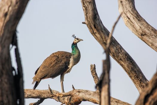A Peahen on Brown Tree