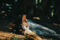 White and Brown Cat Lying on Ground