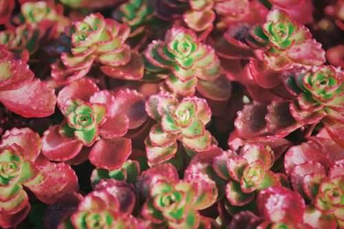 Free Close-up of colorful Sedum Spurium succulents with vivid green and red leaves. Stock Photo