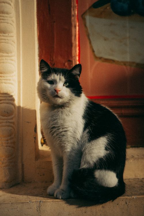 Free A black and white polydactyl cat sits gracefully in warm sunlight against an ornate background. Stock Photo