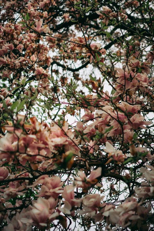 Gratis lagerfoto af blomster, blomsterfotografering, blomstrende