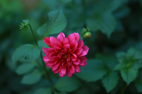 Pink Flower in Tilt Shift Lens