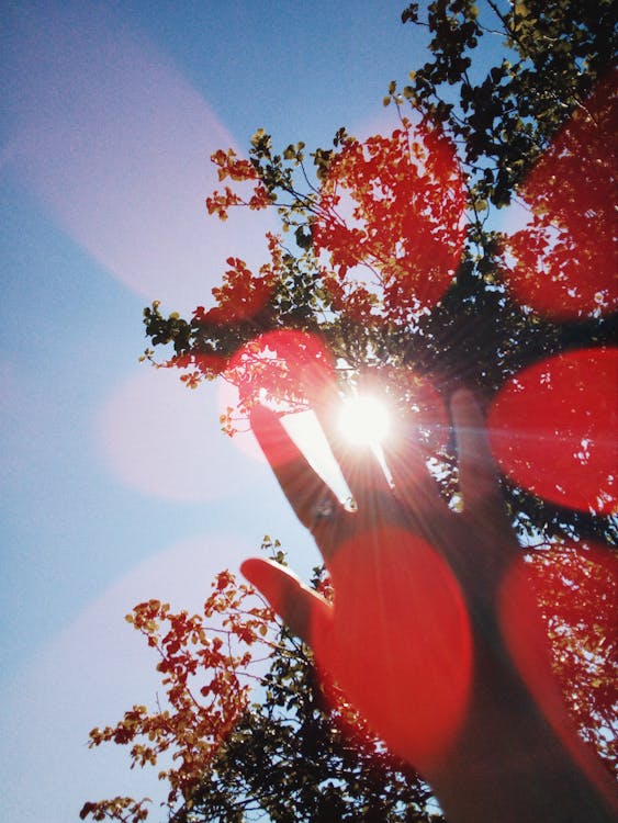 Free Hand Under Sun And Tree Stock Photo