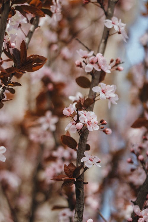 Pink Cherry Blossoms on the Twig of a Tree in Tilt Shift Lens