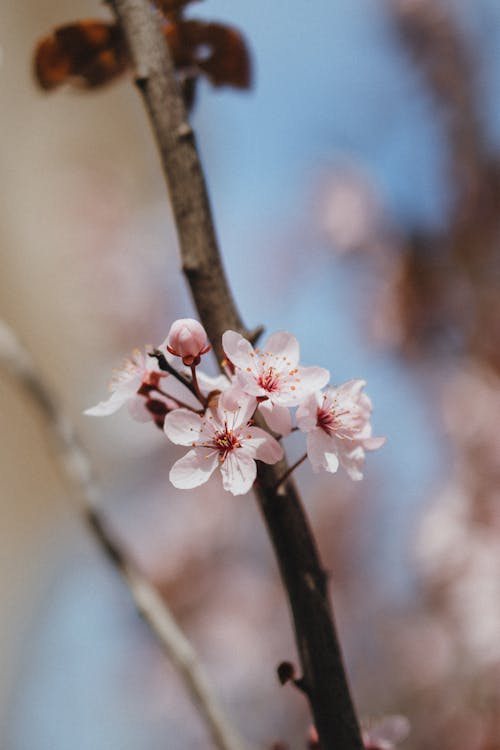 Beautiful Pink Cherry Blossom in Full Bloom