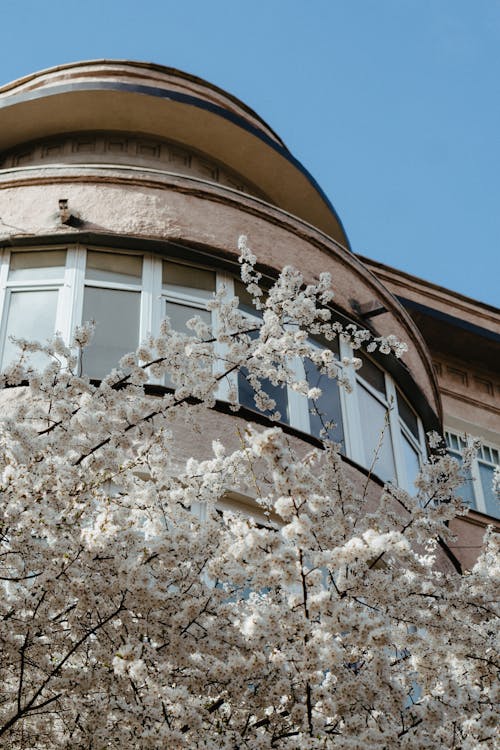 Foto stok gratis bunga musim semi, bunga putih, langit biru