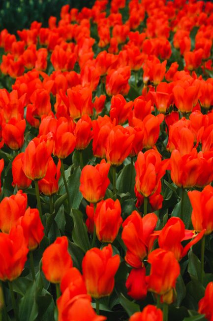 A stunning field of vibrant red tulips in full bloom, showcasing the beauty of spring outdoors.