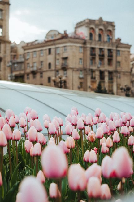 Delicate pink tulips bloom amidst cityscape, adding natural beauty to urban life.
