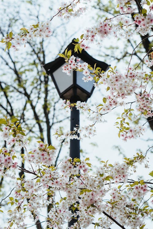 Photo of Cherry Blossoms Near Street Lamp