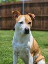 White and Brown American Pitbull Terrier Puppy Sitting on Green Grass Field