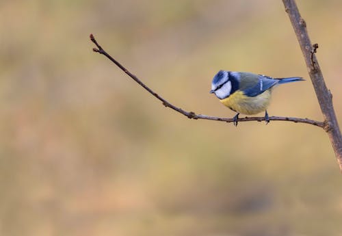 Free Eurasian Blue Tit Perched on the Twig  Stock Photo
