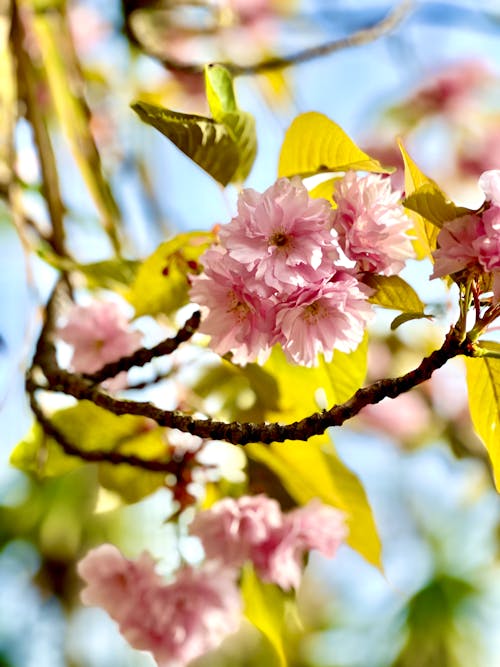Tree Branch with Cherry Blossoms