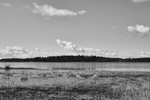 Foto d'estoc gratuïta de arbres, llac, monocrom