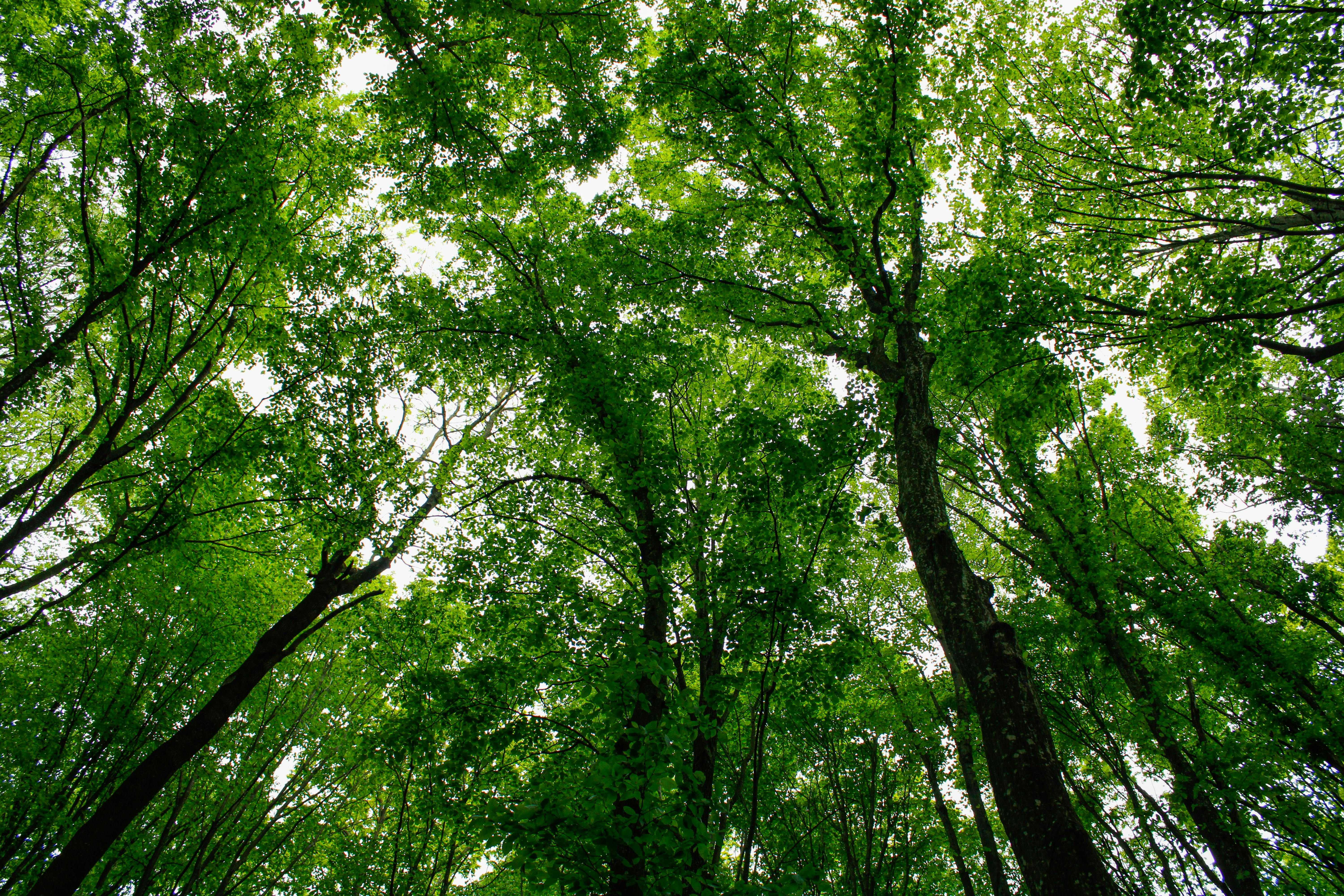 IT and Environmental, Social, and Corporate Governance (ESG), Part One: A CEO and Board Concern — Photo by BAB2056 on Pexels