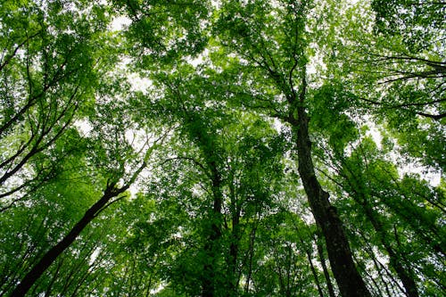 Free Imagine de stoc gratuită din codru, copaci înalți, copaci verzi Stock Photo