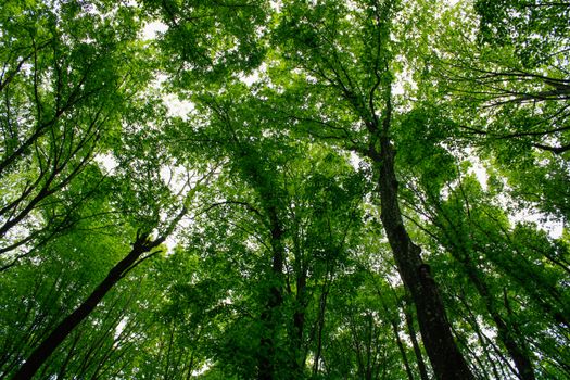 A serene view from below tall green trees in a Hungarian forest, capturing nature's beauty.