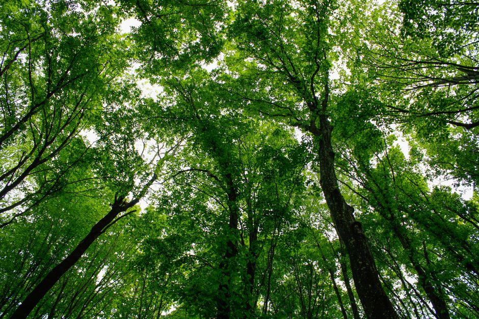 A serene view from below tall green trees in a Hungarian forest, capturing nature's beauty.