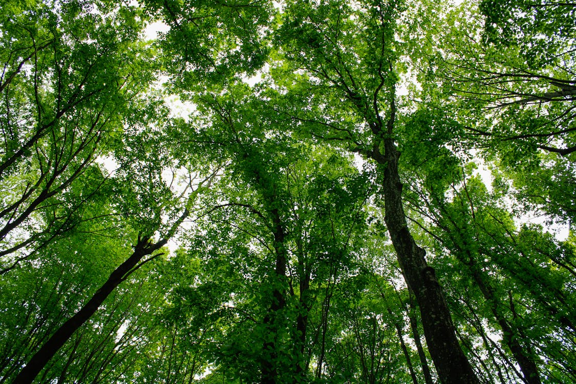 Gratuit Imagine de stoc gratuită din codru, copaci înalți, copaci verzi Fotografie de stoc