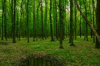 Woods