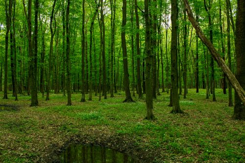 Free Captivating green forest scene with lush trees in Hungary, perfect for nature enthusiasts. Stock Photo
