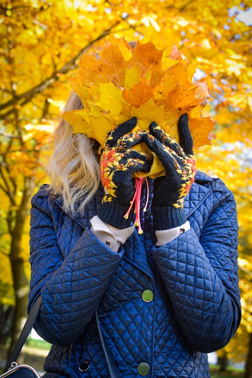 Free Woman Holding Yellow Maple Leaves Stock Photo