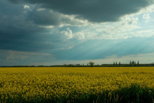 农业用地, 农业领域, 多雲的天空 的 免费素材图片