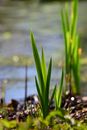 Plants Growth in the Marsh