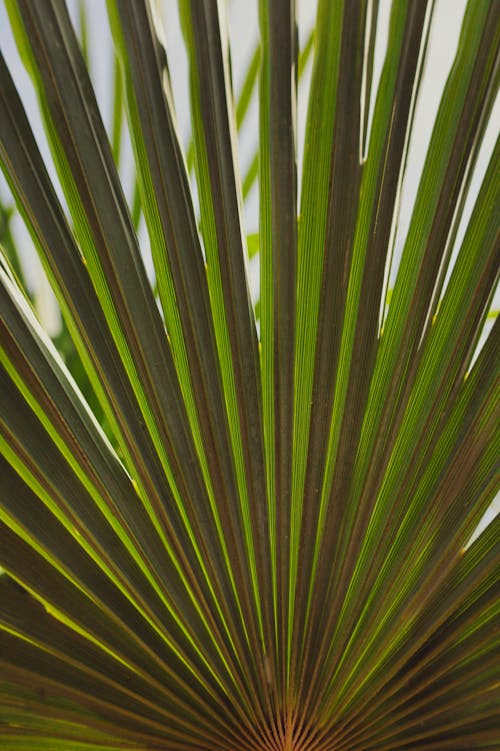 Green Leaves Palm Plant