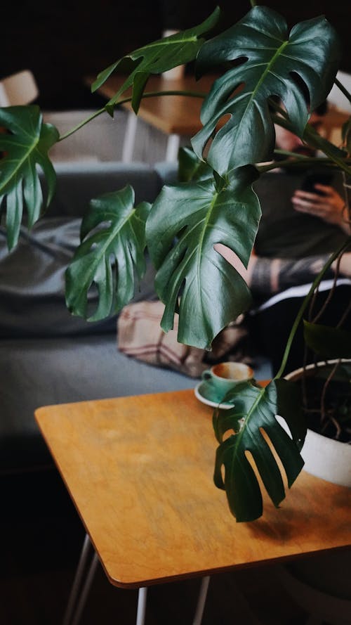 Green Plant in a White Pot