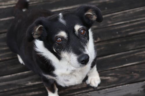 Imagine de stoc gratuită din a închide, animal de casă, animal domestic