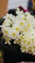 White Flowers in Black Pot