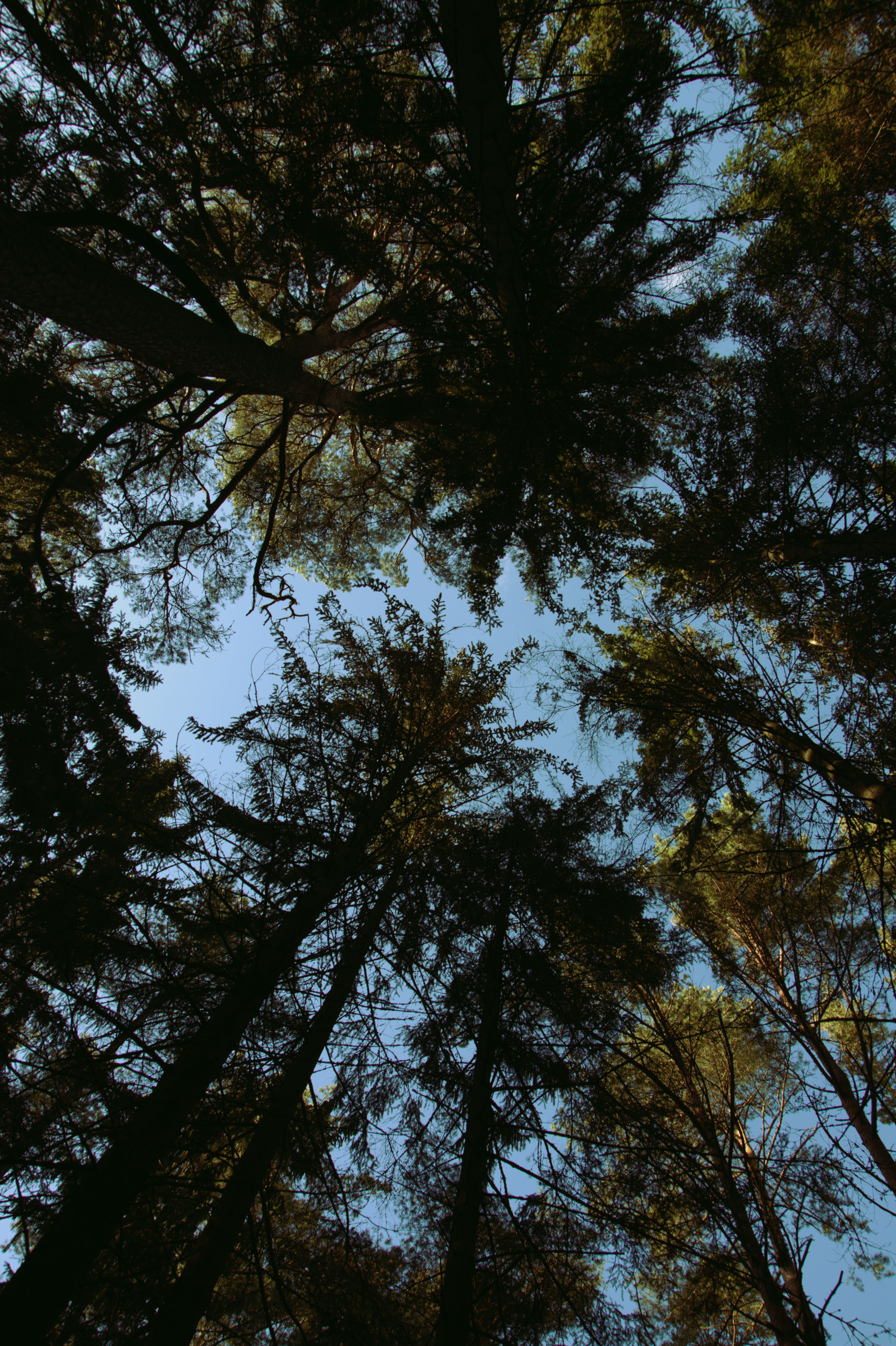 Low Angle Shot of Green Trees Under Blue Sky · Free Stock Photo