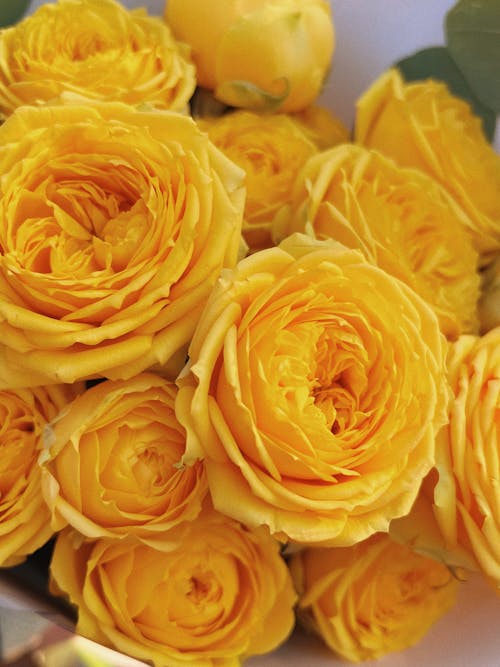 꽃다발, 꽃무늬, 노란색의 무료 스톡 사진