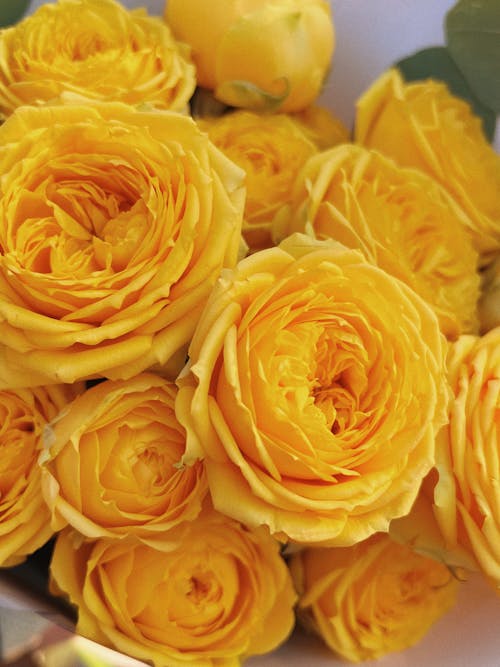 Imagine de stoc gratuită din botanic, buchet, buchet de flori