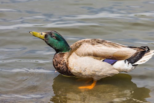 Mallard Duck on Water