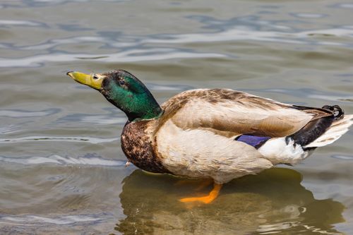 Free Vibrant male mallard duck with iridescent feathers swimming in calm water. Stock Photo