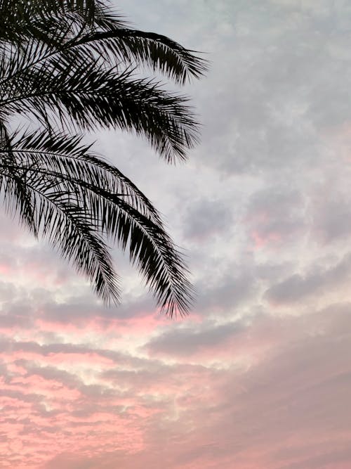 Free Бесплатное стоковое фото с небо, облака, пальмовые листья Stock Photo