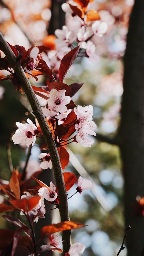 Close Up Photo of Cherry Blossoms